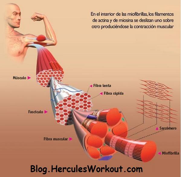 HerculesWorkout tweet picture
