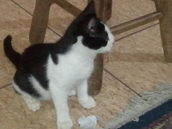 Thabis's tweet photo. #diadogato http://t.co/qIvqBi2nl0