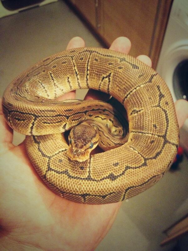 Reece allum tweet media