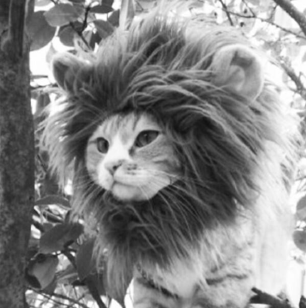 BadSelfies's tweet photo. Rawr. http://t.co/hXK7qSwyAT
