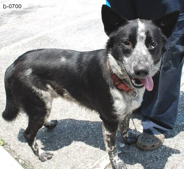 FAN_Rescue's tweet photo. This is "Pepper" aka D-700. He is on the euthanasia list at Pasco County Animal Services in Land O' Lakes, FL. http://t.co/CYTTzo8Knw