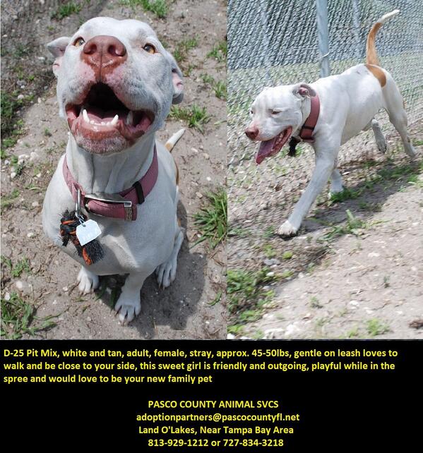 FAN_Rescue's tweet photo. This poor baby has been at Animal Services since April :( http://t.co/EYhwYtgBcq