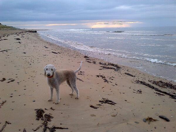 EamonMann's tweet photo. Last doggy walk in Alnmouth 2013 http://t.co/fWROM31OxD