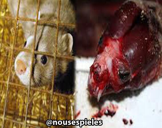 NoUsesPieles's tweet photo. x año 40 millones d animales son criados y asesinados en granjas peleteras para arrancarles su piel... #nousespieles http://t.co/1PkjOwr4tC