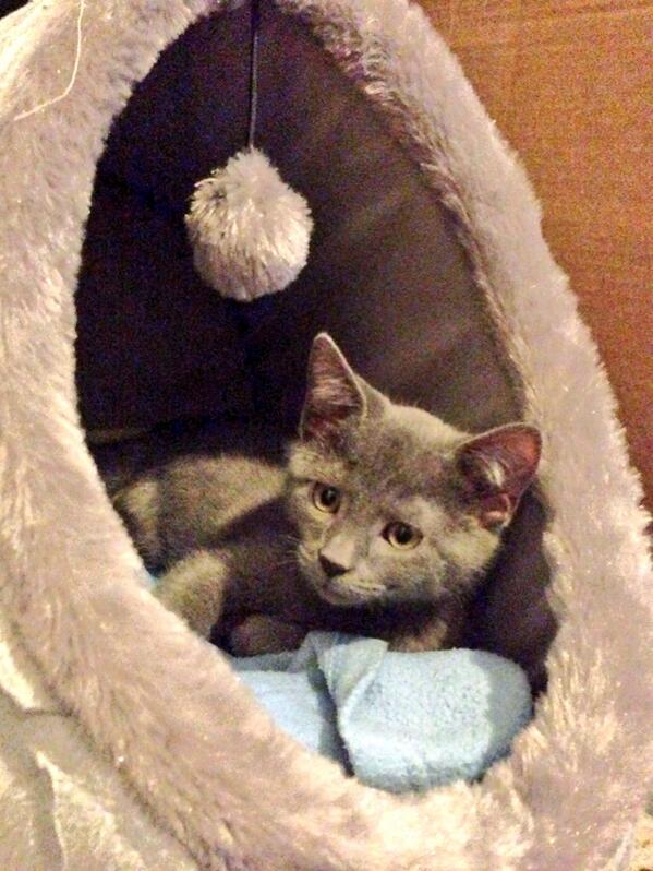 Alhamdullilah's tweet photo. #russianblue #rescuekitten #lovingtheloving http://t.co/BzwnMLsNQl