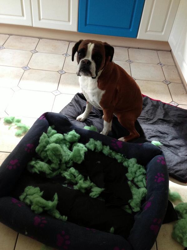 Inditheboxerdog's tweet image. I in trouble #destroy #boxerdog #bed