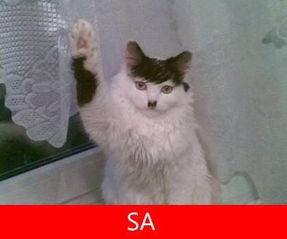 TuhafAmaGercek's tweet photo. Adolf Hitler, kedi olarak reenkarne olmuş olabilir mi? http://t.co/aSVDvlpG68