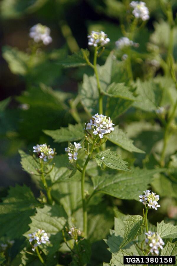 tucker_turtle's tweet photo. Recognize this pesky invasive species? Learn more about garlic mustard here: http://t.co/nVS6lSQ0DX http://t.co/vyPj9KT2Mt