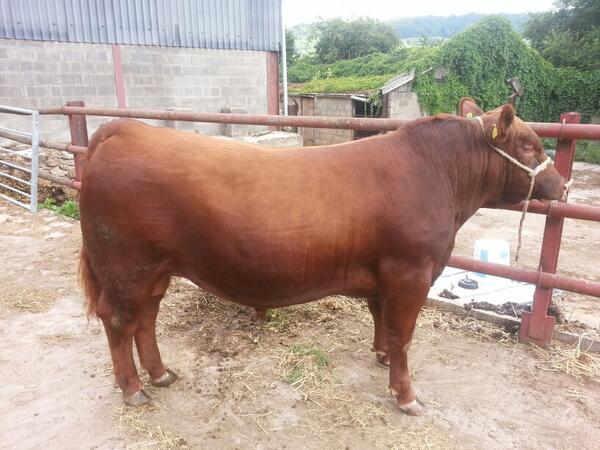 KathrynBall11's tweet image. Just finished preparing for #Chestow show, #RedAngus bull all washed, hair trimmed and ready to go.