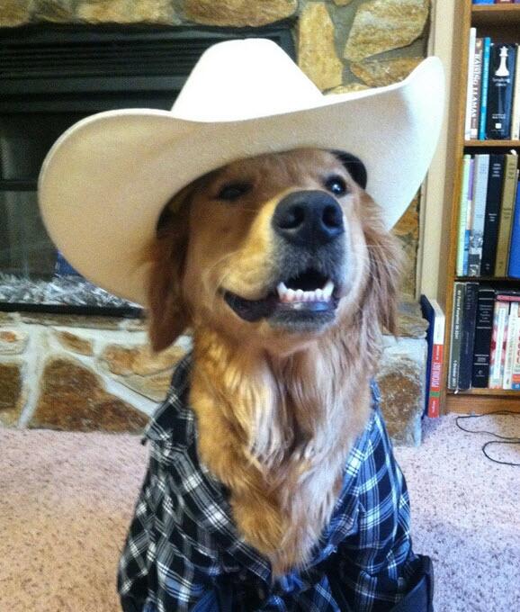 on Twitter "Here's a dog wearing a cowboy hat because