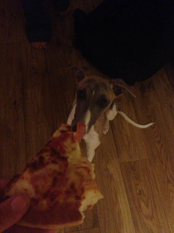 cuthbertwhippet's tweet image. pizza time with mum, dad &amp;amp; mummy tori! i&apos;m very spoilt!