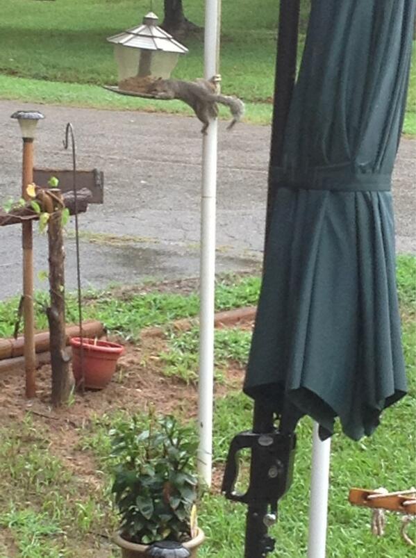 reallyhopesthat's tweet image. Look at what is raiding the bird feeder..in the rain no less!