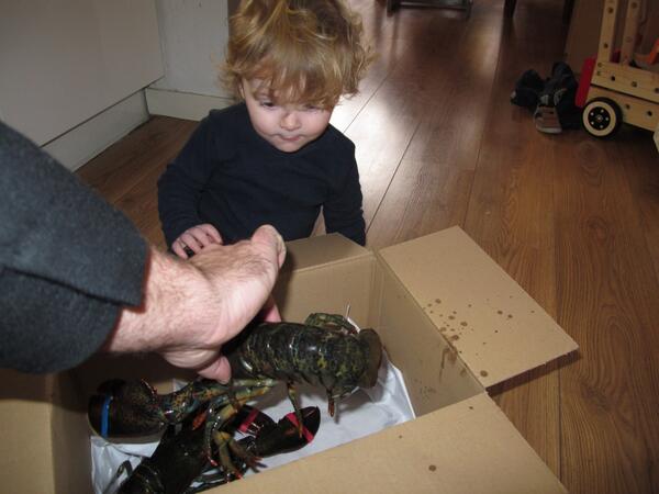 CoenvanderKraan's tweet photo. Kijk mijn kleine Kian, dit is een kreeft..!! Woouww is zijn antwoord..# http://t.co/x9p4rfVHrY