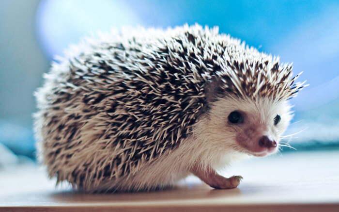 かわいい はりねずみ画像bot Cute Harry Twitter