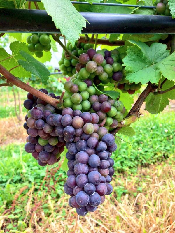Nostrano Vineyards tweet media