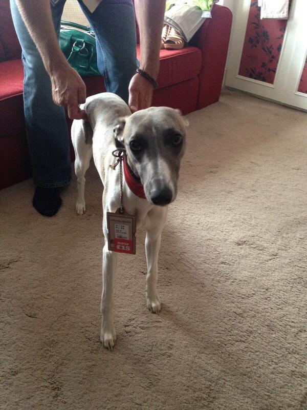 cuthbertwhippet's tweet image. £15, is that all i&apos;m worth?