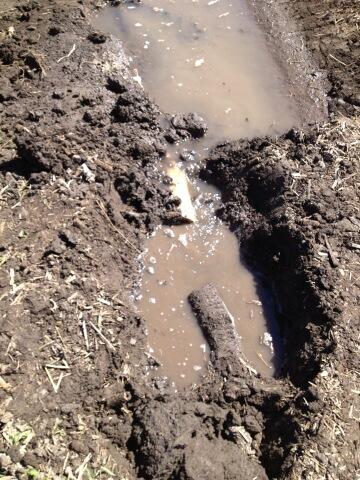jertomlinson's tweet image. They didn't put that tile in very deep!  #drainageproblem