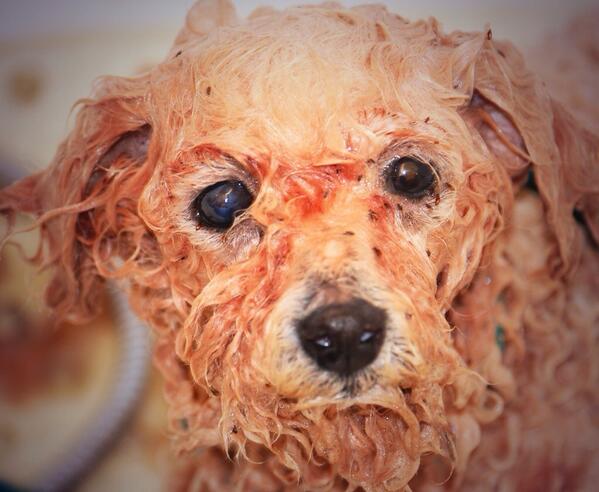 Our government seem to think sights like this are ok. Pls sign + RT if u disagree epetitions.direct.gov.uk/petitions/49528 #wheresmum