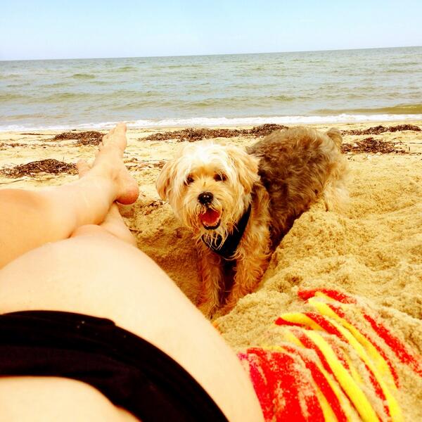 LifewithChloe's tweet photo. First day off in two week. #happydog http://t.co/01SklawG1t