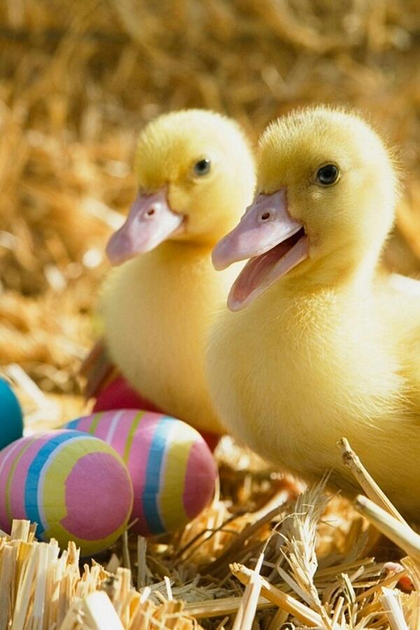 sweetpcute tweet picture