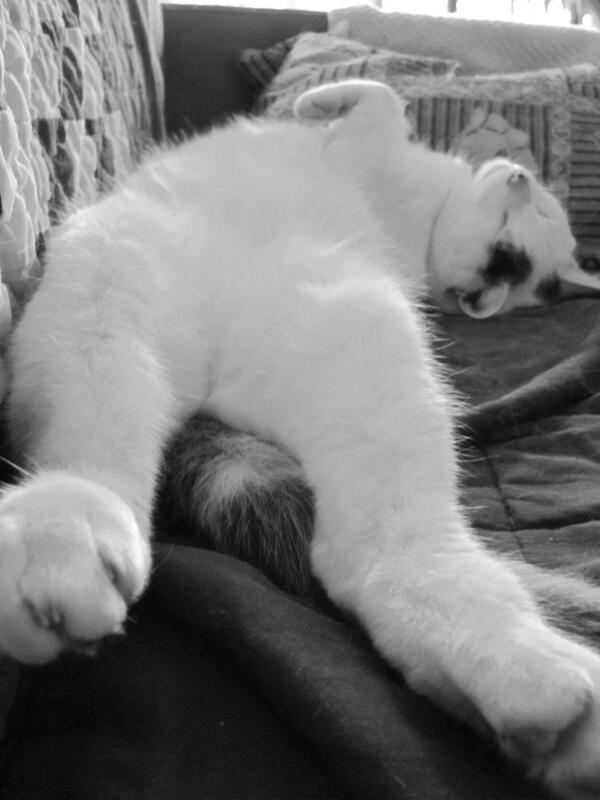 Henri Le Chat Noir On Twitter Undisturbed By Curiosity Or