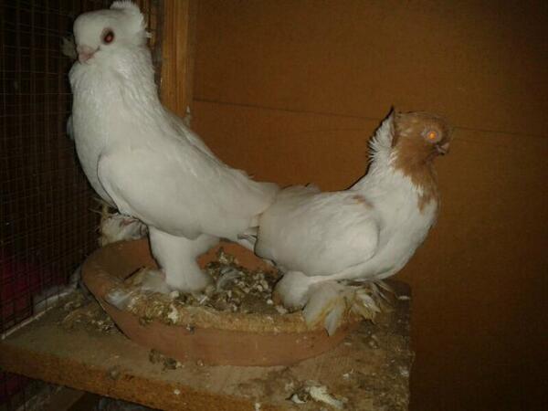 12mtz21's tweet photo. جوز كلرهيد محجل 2012 الذكر حامل اصفر الاستلام بجازان غير ذلك بمعرفة المشتري http://t.co/eI31VjkHnZ