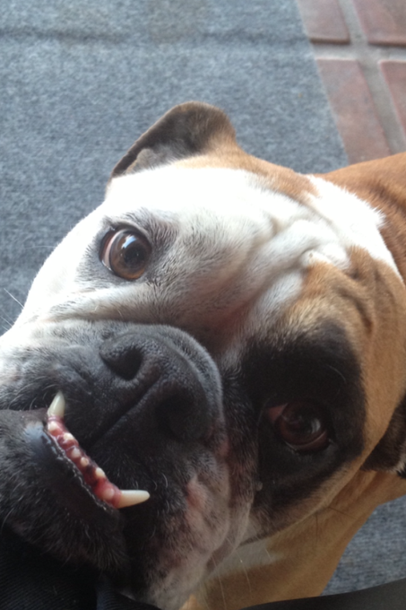 Happy birthday Marley who scratches my legs, sleeps on the bed when you&rsquo;re not supposed to &amp; continually<a href="/tag/acadia"class="tags"><span>#acadia</span></a>