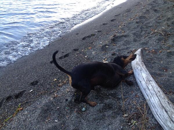 needyl's tweet photo. When I have kids, I will post embarrassing photos of them. Until then, here's Pico! http://t.co/61PGOA5jks