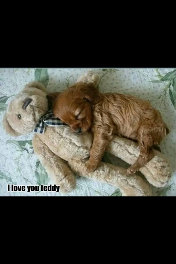 Hundbnb's tweet photo. Good night friends. Hope you and your furry ones had a great day - here is a pic to put you in a great mood http://t.co/77vdDSdeN4