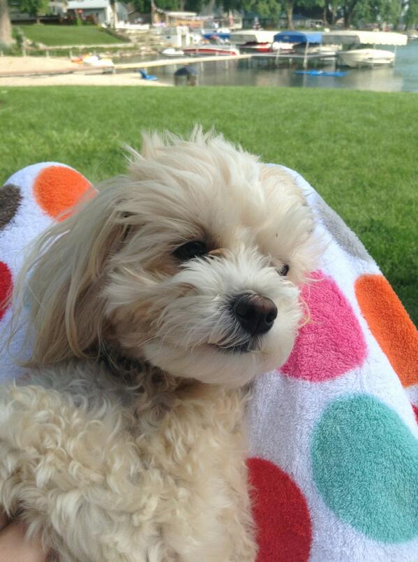 I just want to cuddle with my Milo :( #smalldoglove #notarat