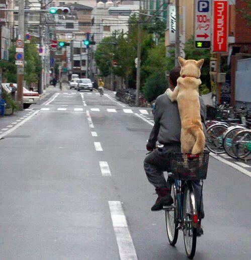nydiacervera's tweet photo. Domingo! @por_perros @PeluLokos @ParaPerros @PantuPeluche @DF_Mexico @RefugiOceaniCAN @HuesitosDF @Hund_Mx @CanHijos http://t.co/uPzaSMyHdA