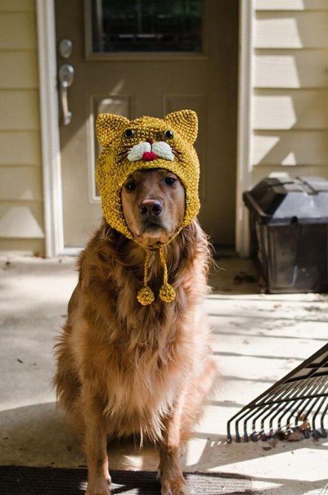 DogsWearingHats's tweet photo. cat hat dog http://t.co/4ZYHrtlWCS
