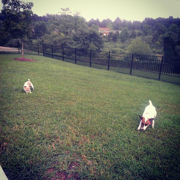 ECShop89's tweet image. Dog sitting is so much fun! Three Jack Russell Terriers n my apt and 2 r named Roxy :D I'm in heaven w/ the cuteness.