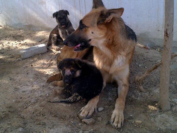 12mtz21's tweet photo. الجراوي مع امها http://t.co/hxm3yrR5AD