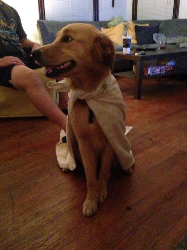 dawwsonn's tweet photo. super dog! http://t.co/tgSXGFgxo1