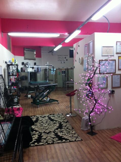 A day off from our Dog Grooming Salon in Tonypandy Mid Glamorgan, a chance to ease the aches and pains.