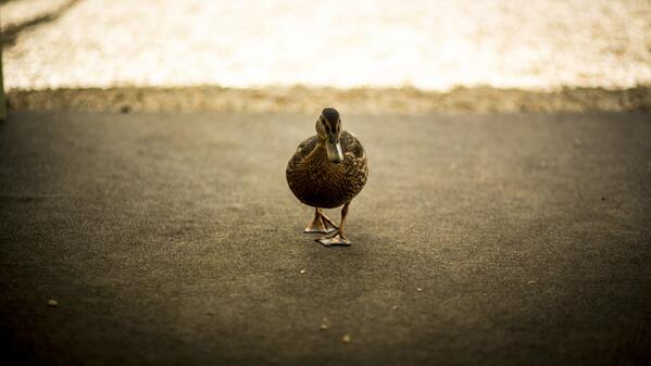 Obligatory duck shot. There always needs to be one at every Hourglass event. #WhatTheDuck