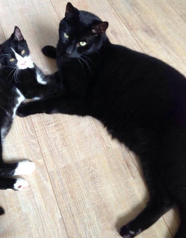 miljadorenbos's tweet photo. Vermist Doetinchem, kat Diesel, zwart.  Weggelopen vanaf de Huet. Wie hem ziet bel. 06-54273792. http://t.co/BRXThTC4VE