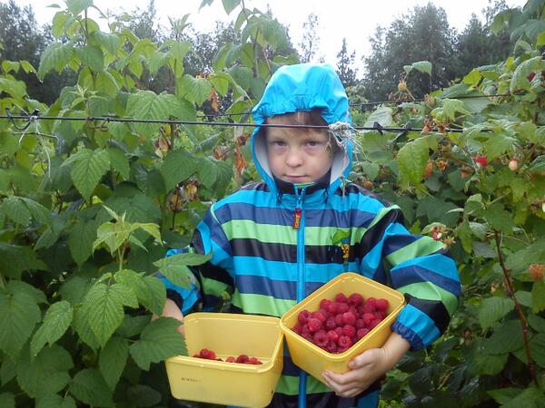 cptPilzen's tweet image. Brynjar og pappa på bringebærplukking. #raspberryfieldsforever #sommarlukke #bringebær
