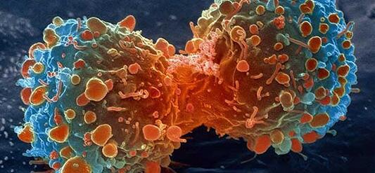 Kanser tedavisi için yeni bir ilaç: ChiLob 7/4 ntv.ac/11Zh235