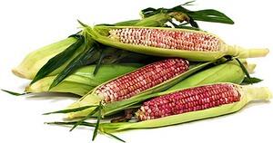 SpecProdapp's tweet image. IN SEASON NOW!
RED CORN
#SPseasonal 2852
#corn #redcorn #farmersmarket sprod.co/Red_Corn_2852.…