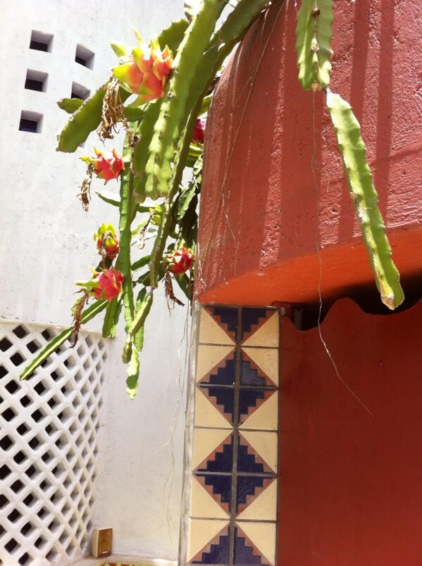 amarantobb tweet media