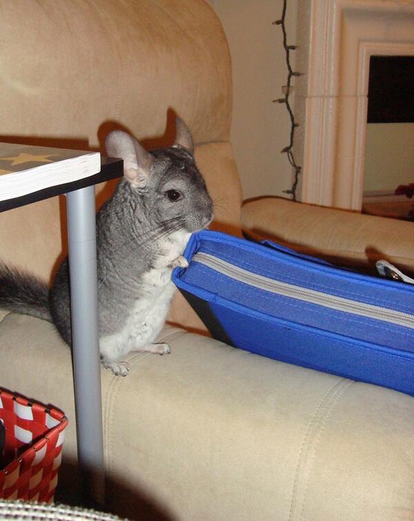 shfluff's tweet image. This book is so heavy...