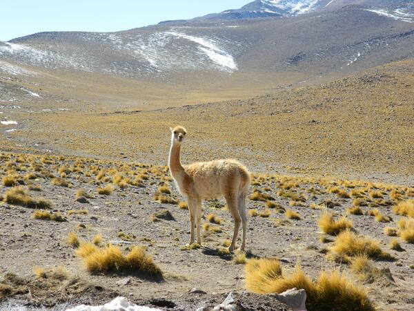 RicSpada's tweet photo. Ahimè, vi scrivo da casa. Un ultimo saluto: @GarageDiabolico @lifeintravelita @Crigalli81 #ChileMTB :-) http://t.co/mhICJKCvqC