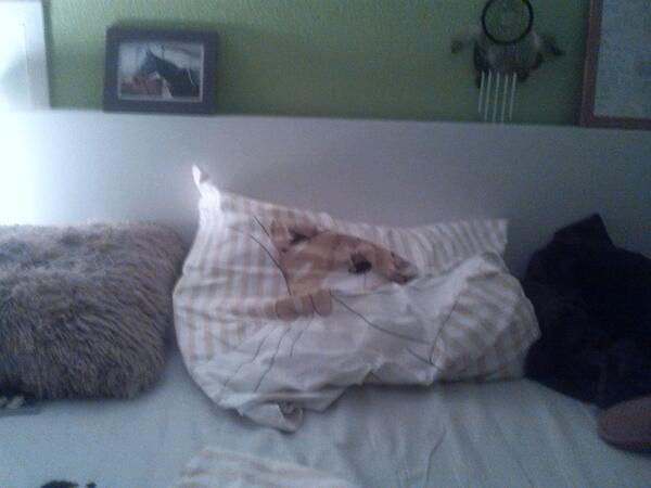 PatiSpringRoll's tweet image. Nachti :**