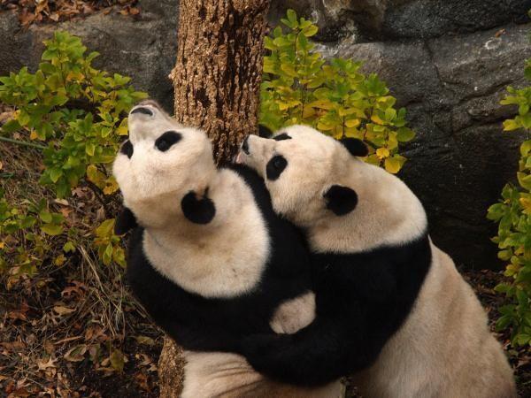 панда кусается. драчливая панда. большая панда. панды дерутся. панда фото.