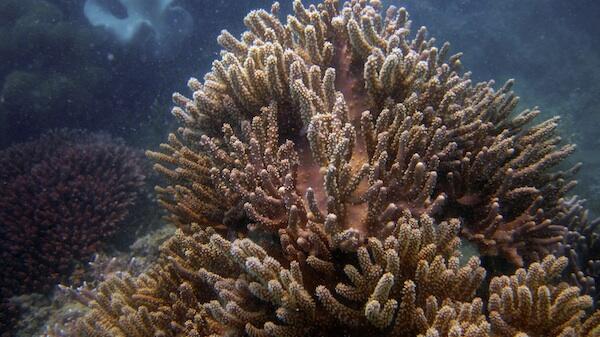 SLRPhotoGuide's tweet image. Just 2 weeks and we will be photographing on Daydream Island again. The fringing reef is full of surprises.