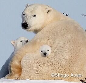 Shogo_Asao's tweet photo. 今日のシロクマ
写真展 白クマたちの楽園 会場で待っています。
毎日多くのシロクマ ファンの方々に喜んでいただいています。
北極圏の冷気を感じにきて下さい。 http://t.co/B8Uh5pSkMA