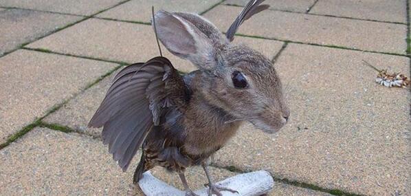 BizarreAnimals tweet picture