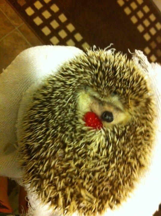 choco5252 tweet picture